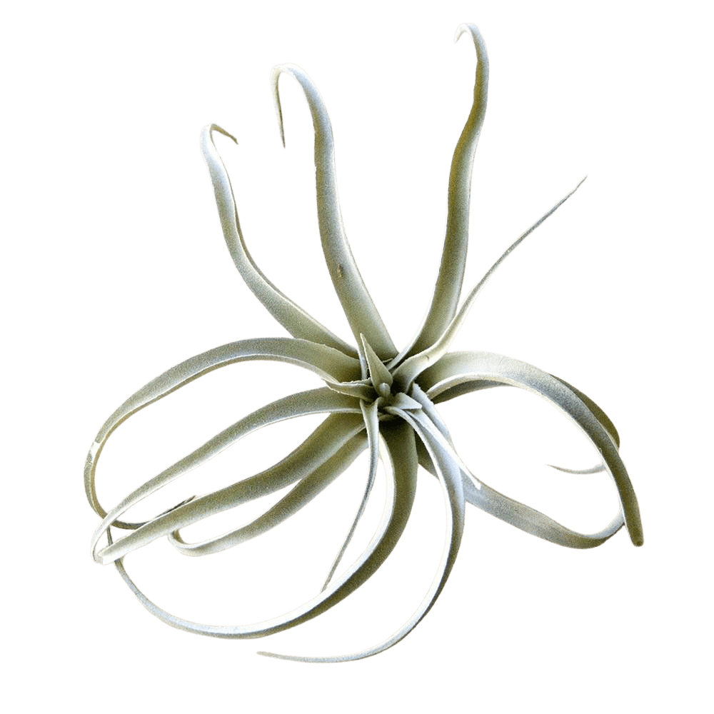 Air Plant Fake Lifelike Realistic Unkillable! - Chive Ceramics Studio - Tools & Accessories - Chive Ceramics Studio