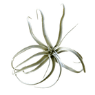 Air Plant Fake Lifelike Realistic Unkillable! - Chive Ceramics Studio - Tools & Accessories - Chive Ceramics Studio