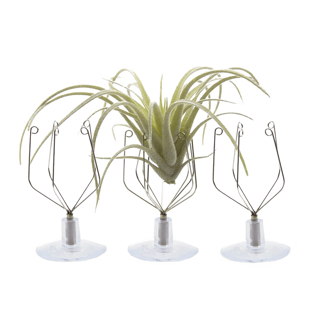 Air Plant Holder Wall Glass - Chive Ceramics Studio - Tools & Accessories - Chive US