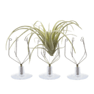 Air Plant Holder Wall Glass - Chive Ceramics Studio - Tools & Accessories - Chive US