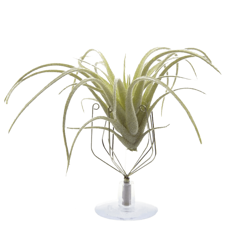 Air Plant Holder Wall Glass - Chive Ceramics Studio - Tools & Accessories - Chive US