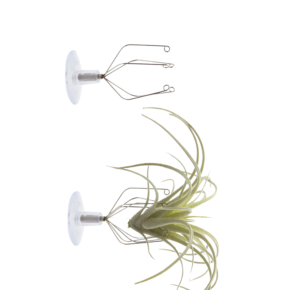 air plant wall hooks Wall Air Plant Holder