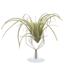 Air Plant Holder Wall Glass - Chive Ceramics Studio - Tools & Accessories - Chive US