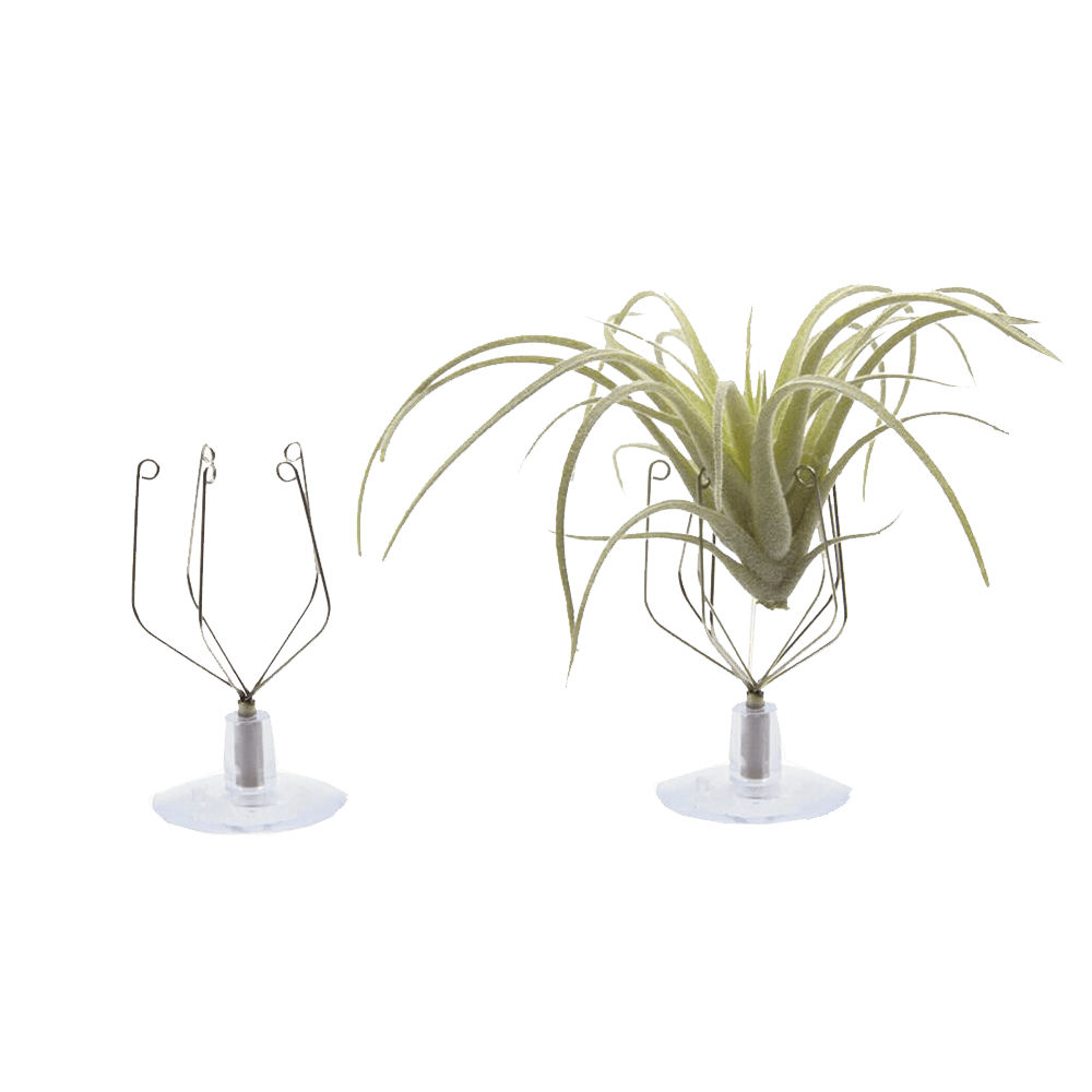 Air Plant Holder Wall Glass - Chive Ceramics Studio - Tools & Accessories - Chive US