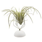 Air Plant Holder Wall Glass - Chive Ceramics Studio - Tools & Accessories - Chive US