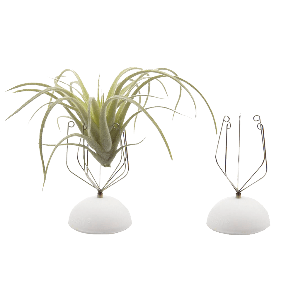 Air Plant Holder Wall Glass - Chive Ceramics Studio - Tools & Accessories - Chive US