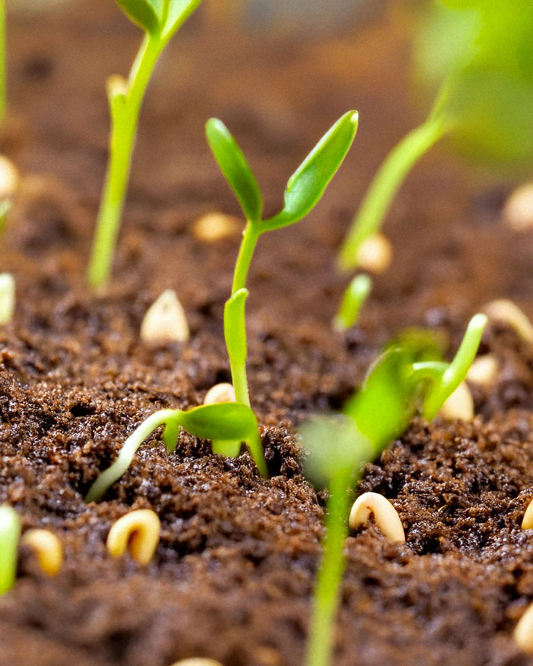 Vegetable sprouting in rich dark soil - Shido Seeds