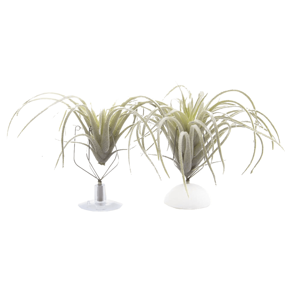 Air Plant Holder Wall Glass - Chive Ceramics Studio - Tools & Accessories - Chive US