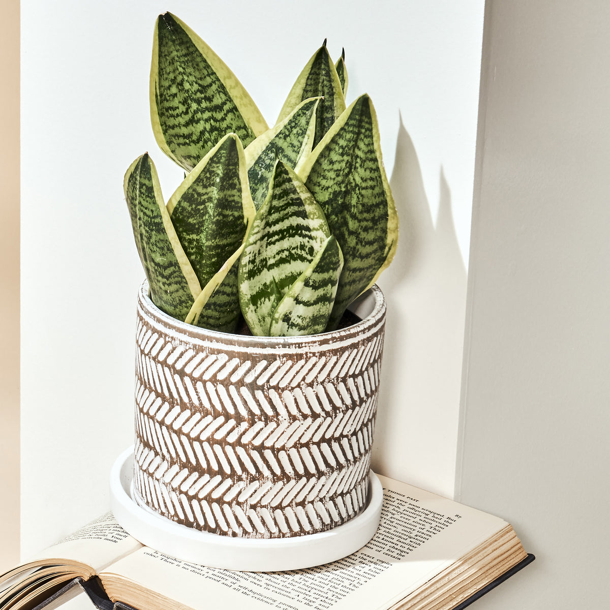 Balter Ceramic Pot And Saucer Set - Chive Ceramics Studio - Pots - Chive Ceramics Studio