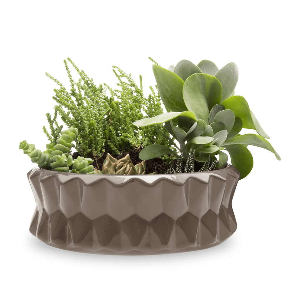 Fang Ceramic Modern Planter For Succulents - Chive Ceramics Studio - Pots - Chive Ceramics Studio