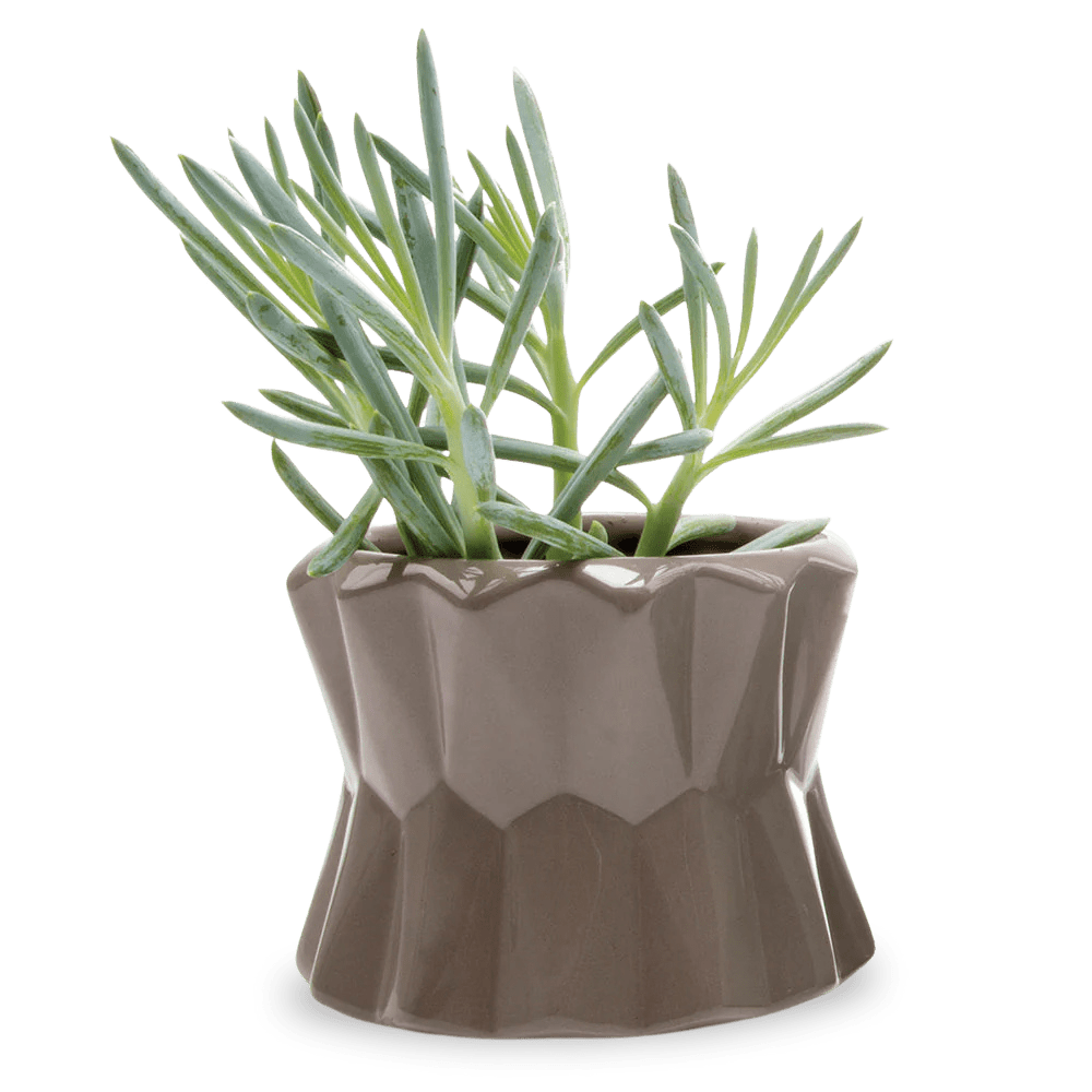 Fang Ceramic Modern Planter For Succulents - Chive Ceramics Studio - Pots - Chive Ceramics Studio