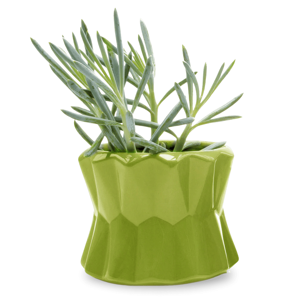 Fang Ceramic Modern Planter For Succulents - Chive Ceramics Studio - Pots - Chive Ceramics Studio