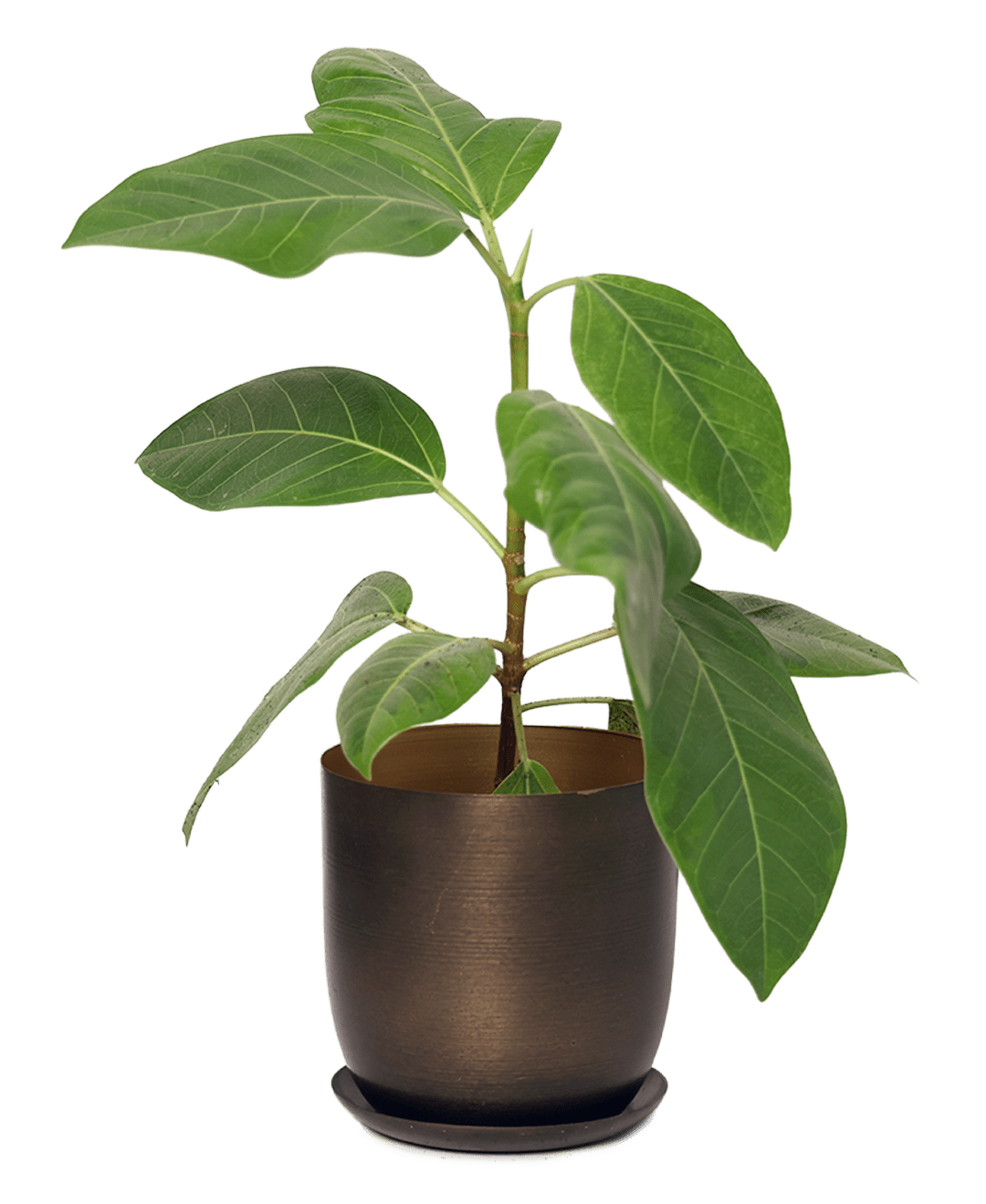 Joe Metal Pot With Drainage Hole | 3 & 5 inch - Chive Ceramics Studio - Pots - Chive Ceramics Studio