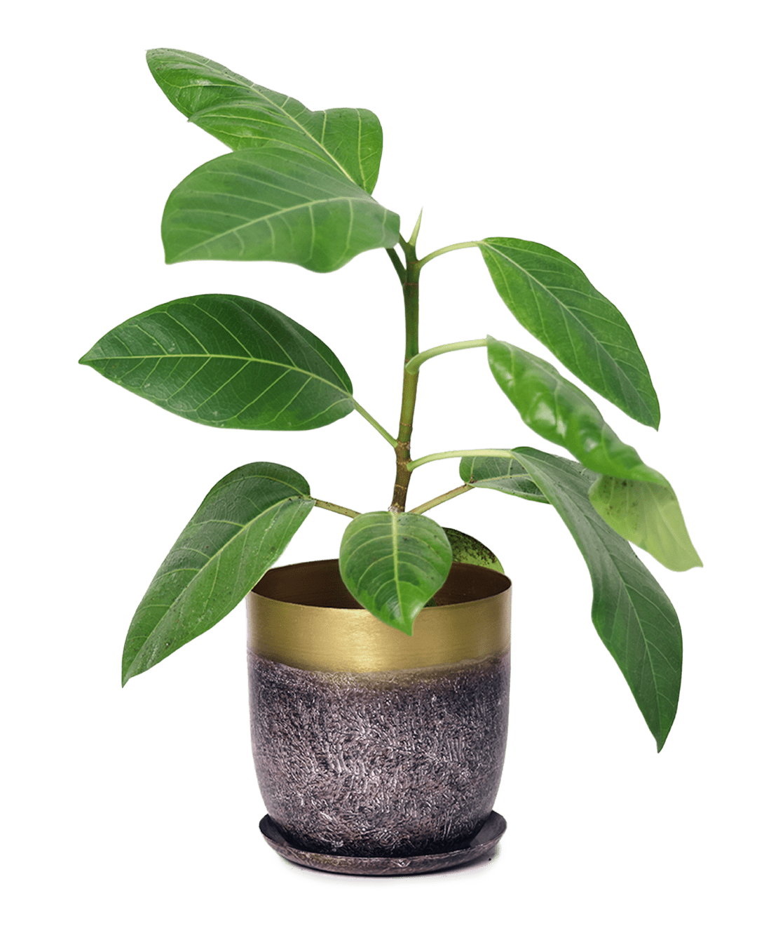 Joe Metal Pot With Drainage Hole | 3 & 5 inch - Chive Ceramics Studio - Pots - Chive Ceramics Studio