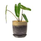 Joe Metal 5" Pot - Chive Ceramics Studio - Pots - Chive Ceramics Studio