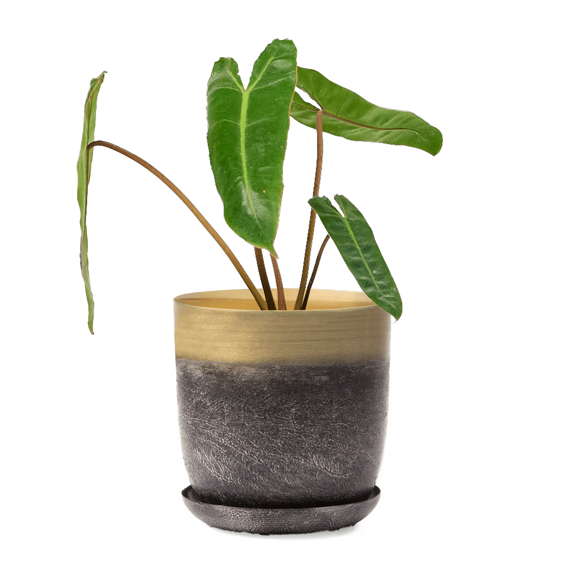 Joe Metal 5" Pot - Chive Ceramics Studio - Pots - Chive Ceramics Studio