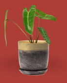 Joe Metal 5" Pot - Chive Ceramics Studio - Pots - Chive Ceramics Studio