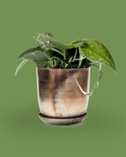 Joe Metal 5" Pot - Chive Ceramics Studio - Pots - Chive Ceramics Studio