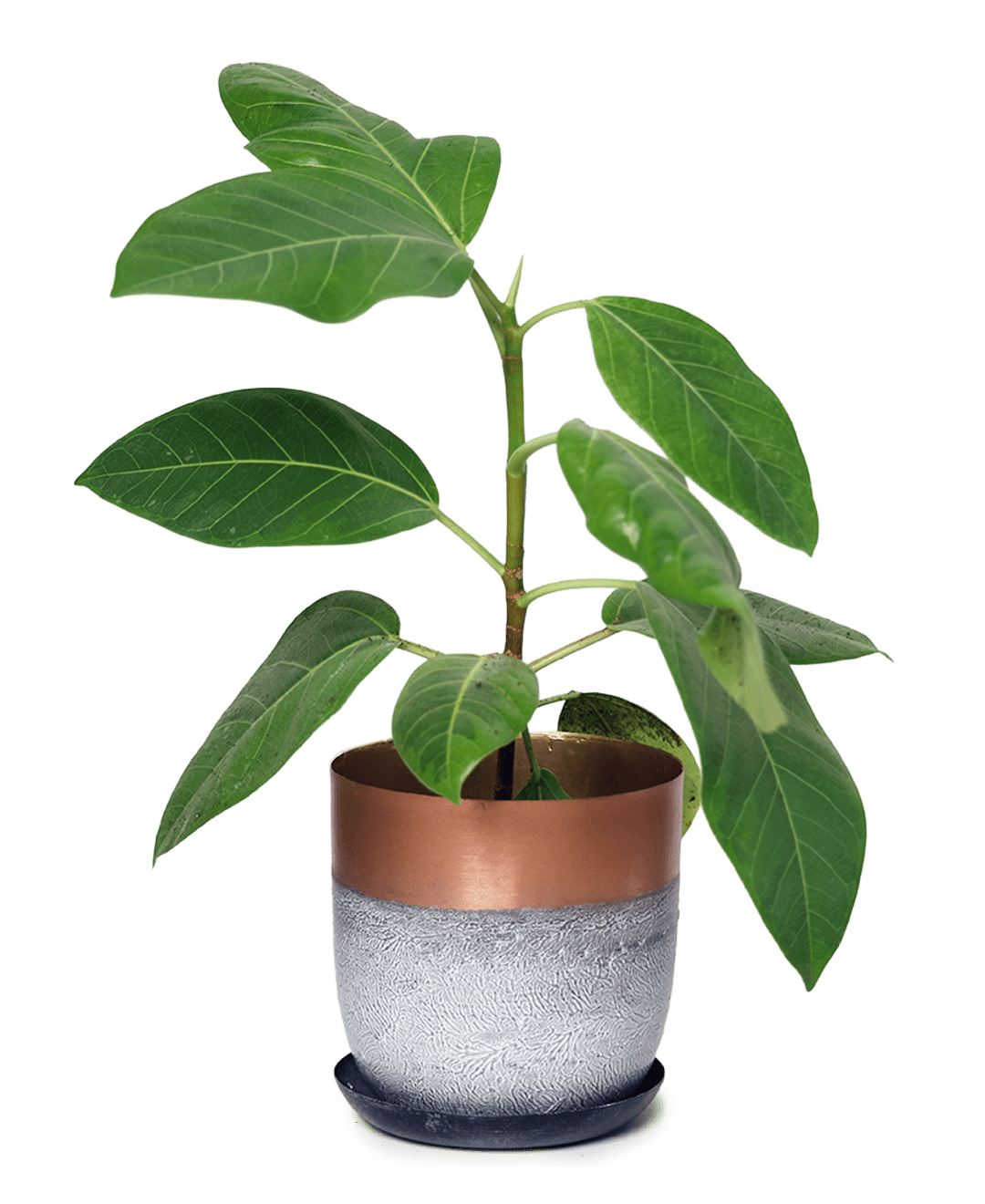 Joe Metal Pot With Drainage Hole | 3 & 5 inch - Chive Ceramics Studio - Pots - Chive Ceramics Studio