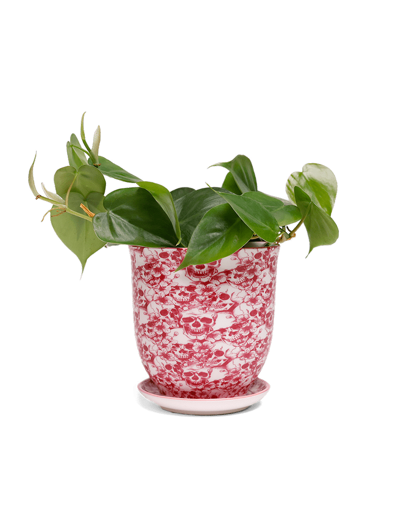 Liberte 5 Porcelain Pot And Saucer With Drainage - Chive Ceramics Studio - Pots - Chive Ceramics Studio