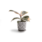 Liberte Porcelain 4.25" Pot And Saucer - Chive Ceramics Studio - Pots - Chive Ceramics Studio