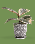 Liberte Porcelain 4.25" Pot And Saucer - Chive Ceramics Studio - Pots - Chive Ceramics Studio