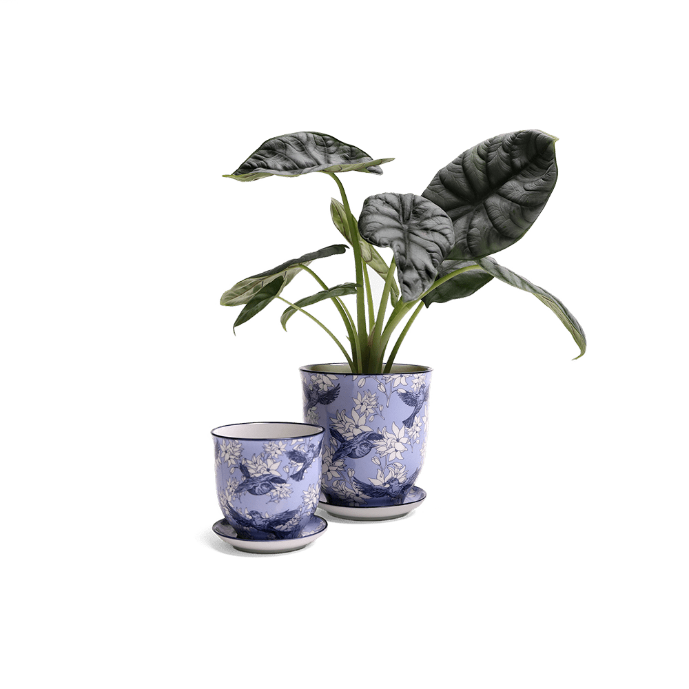 Liberte Porcelain Pot And Saucer Set With Drainage - Chive Ceramics Studio - Pots - Chive Ceramics Studio