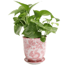 Liberte Porcelain 4.25" Pot And Saucer - Chive Ceramics Studio - Pots - Chive Ceramics Studio