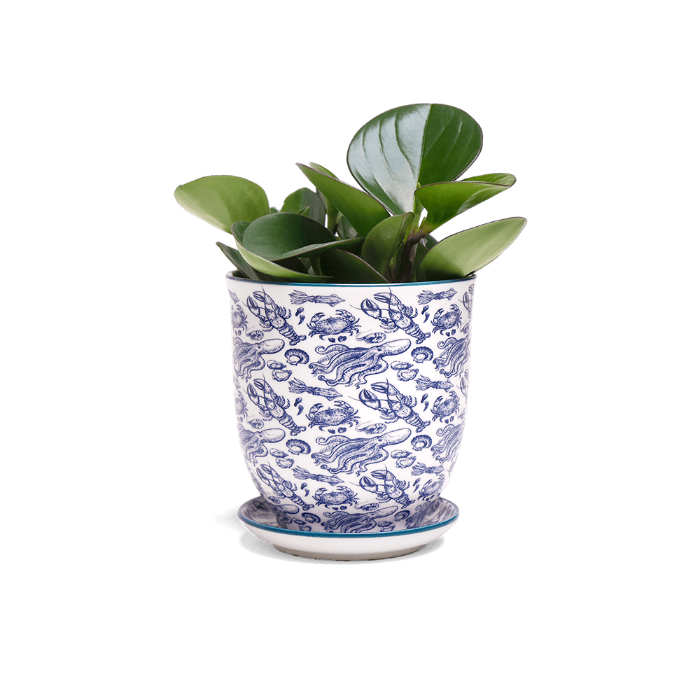 Liberte 5 Porcelain Pot And Saucer With Drainage - Chive Ceramics Studio - Pots - Chive Ceramics Studio