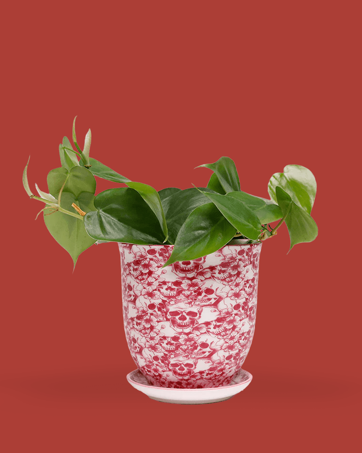 Liberte Porcelain 4.25" Pot And Saucer - Chive Ceramics Studio - Pots - Chive Ceramics Studio