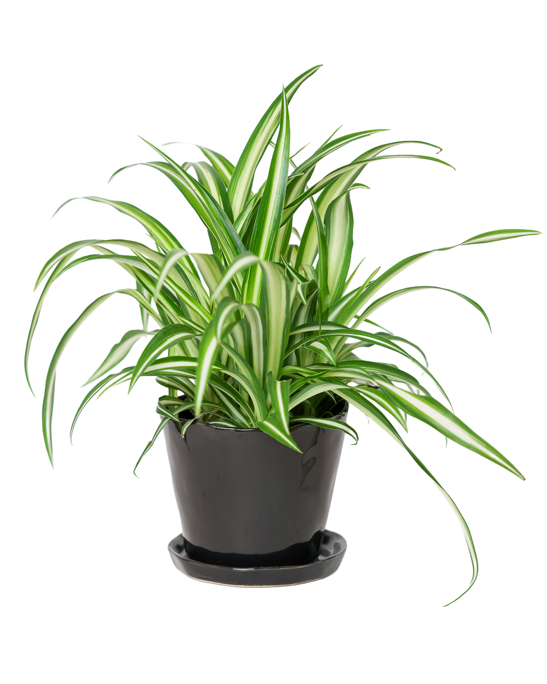 Tika Pot & Saucer | 5 inch - Chive Ceramics Studio - Pots - Chive Ceramics Studio