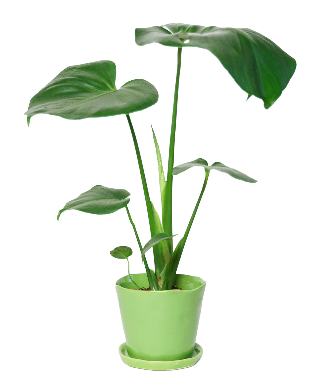 Tika Pot & Saucer | 5 inch - Chive Ceramics Studio - Pots - Chive Ceramics Studio