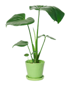 Tika Pot & Saucer | 5 inch - Chive Ceramics Studio - Pots - Chive Ceramics Studio