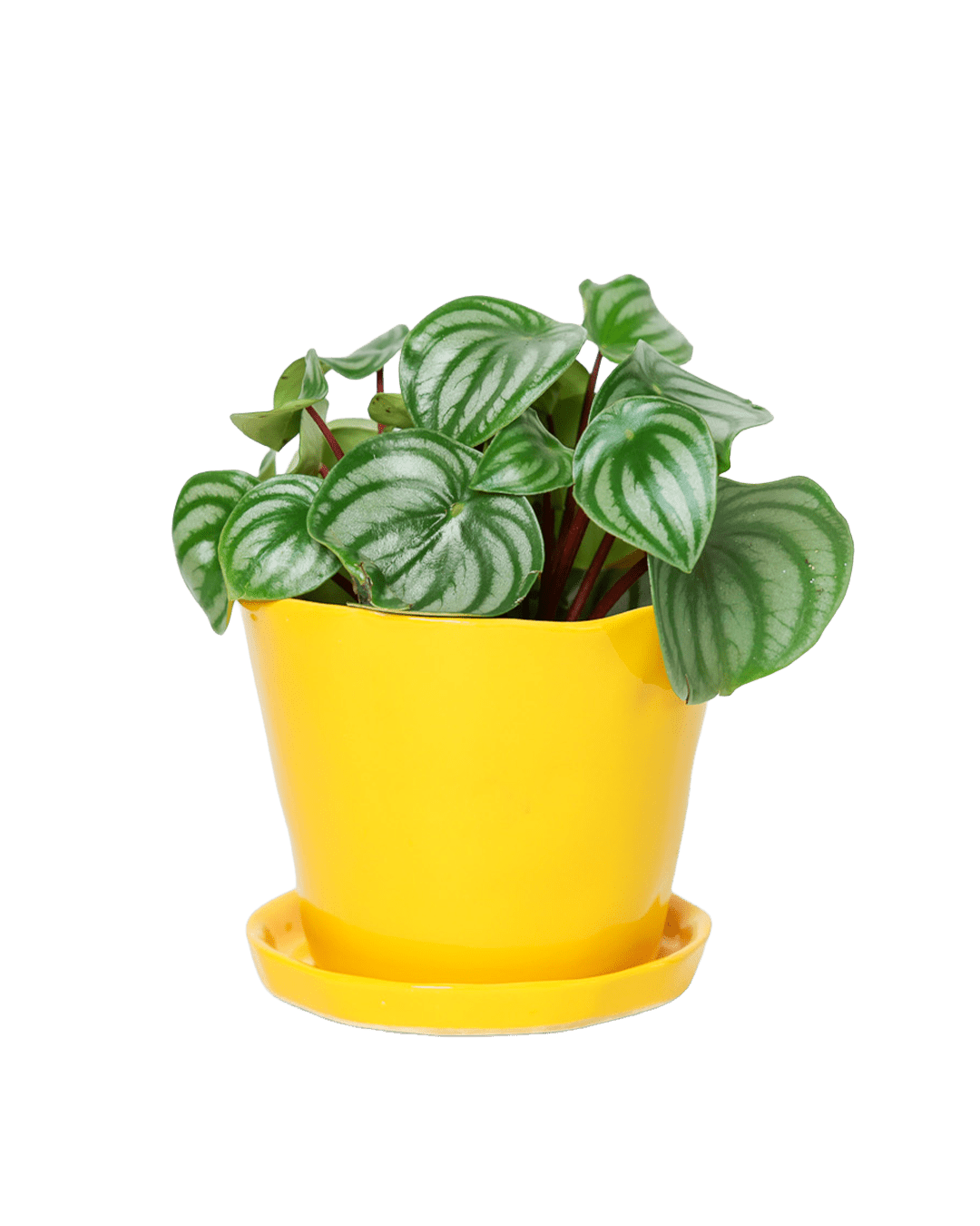 Tika Pot & Saucer | 5 inch - Chive Ceramics Studio - Pots - Chive Ceramics Studio