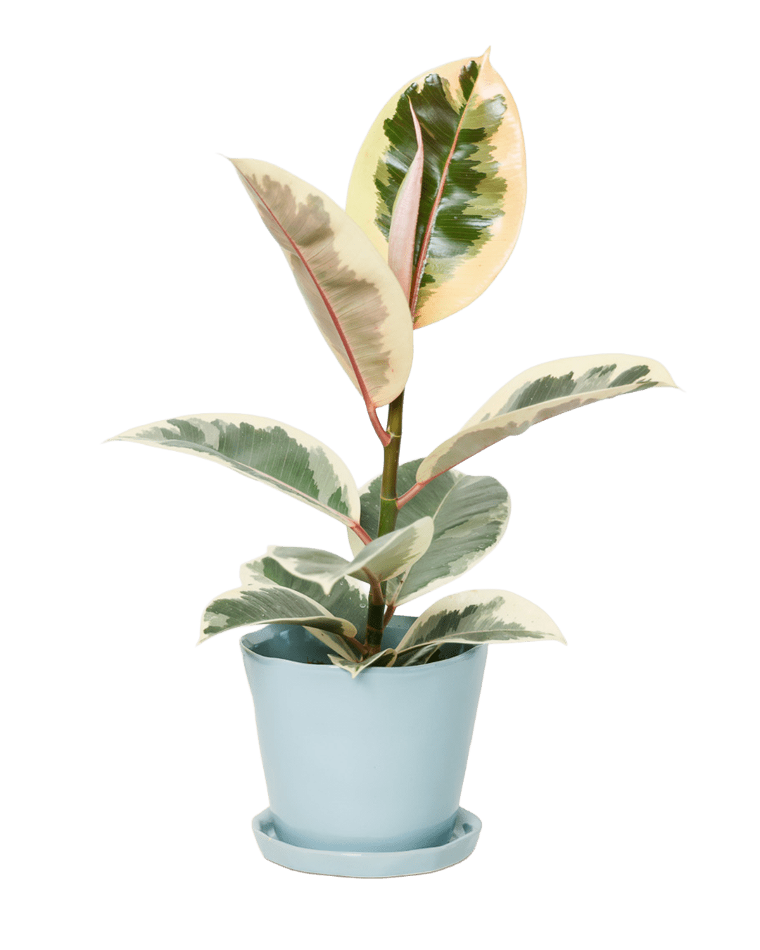 Tika Pot & Saucer | 5 inch - Chive Ceramics Studio - Pots - Chive Ceramics Studio