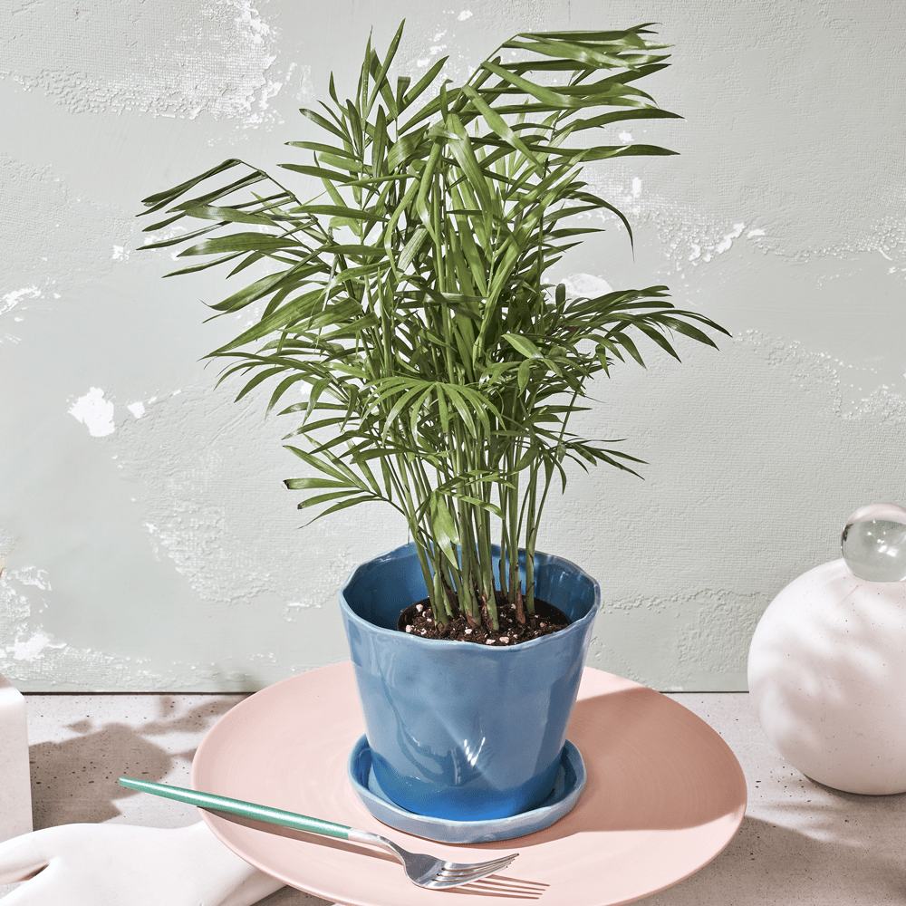 Tika Pot & Saucer | 5 inch - Chive Ceramics Studio - Pots - Chive Ceramics Studio