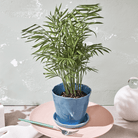 Tika Pot & Saucer | 5 inch - Chive Ceramics Studio - Pots - Chive Ceramics Studio