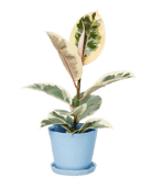 Tika Pot & Saucer | 5 inch - Chive Ceramics Studio - Pots - Chive Ceramics Studio