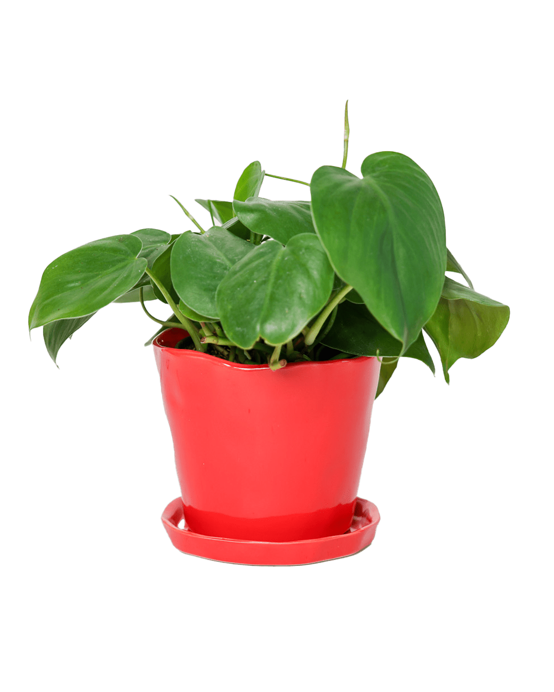 Tika Pot & Saucer | 5 inch - Chive Ceramics Studio - Pots - Chive Ceramics Studio