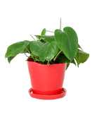 Tika Pot & Saucer | 5 inch - Chive Ceramics Studio - Pots - Chive Ceramics Studio