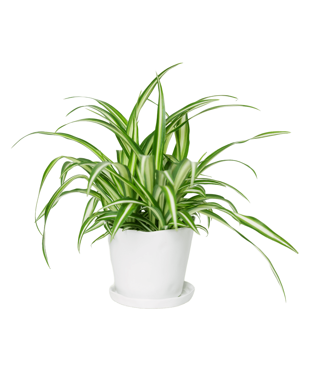 Tika Pot & Saucer | 5 inch - Chive Ceramics Studio - Pots - Chive Ceramics Studio