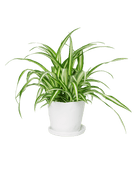 Tika Pot & Saucer | 5 inch - Chive Ceramics Studio - Pots - Chive Ceramics Studio