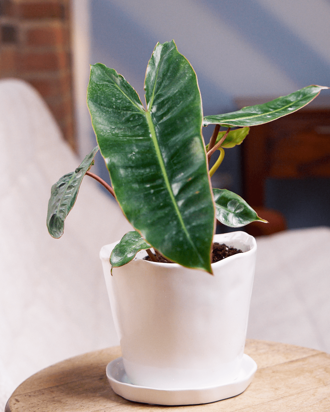 Tika Pot & Saucer | 5 inch - Chive Ceramics Studio - Pots - Chive Ceramics Studio