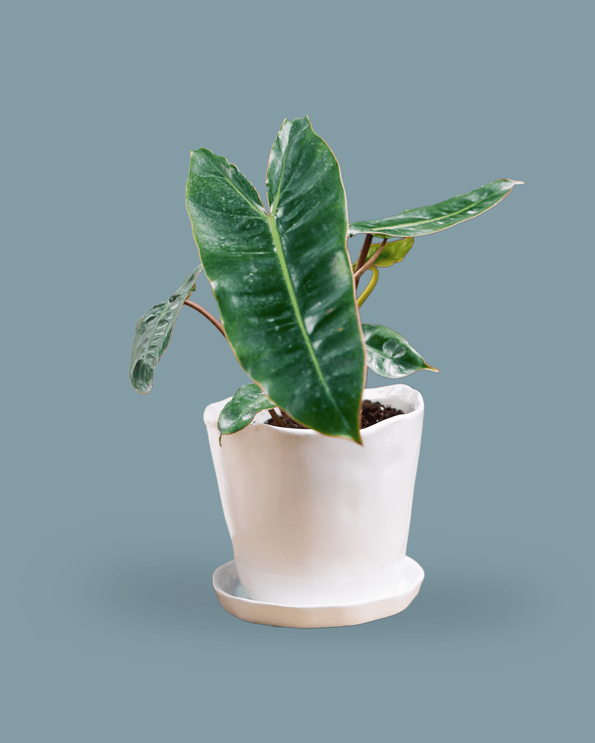 Tika Ceramic 5" Pot & Saucer Set With Drainage - Chive Ceramics Studio - Pots - Chive Ceramics Studio