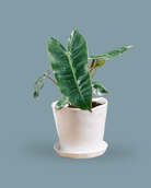 Tika Ceramic 5" Pot & Saucer Set With Drainage - Chive Ceramics Studio - Pots - Chive Ceramics Studio