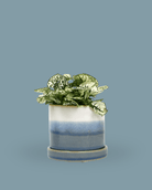 Minute Ceramic 5" Pot And Saucer Set - Chive Ceramics Studio - Pots - Chive Ceramics Studio