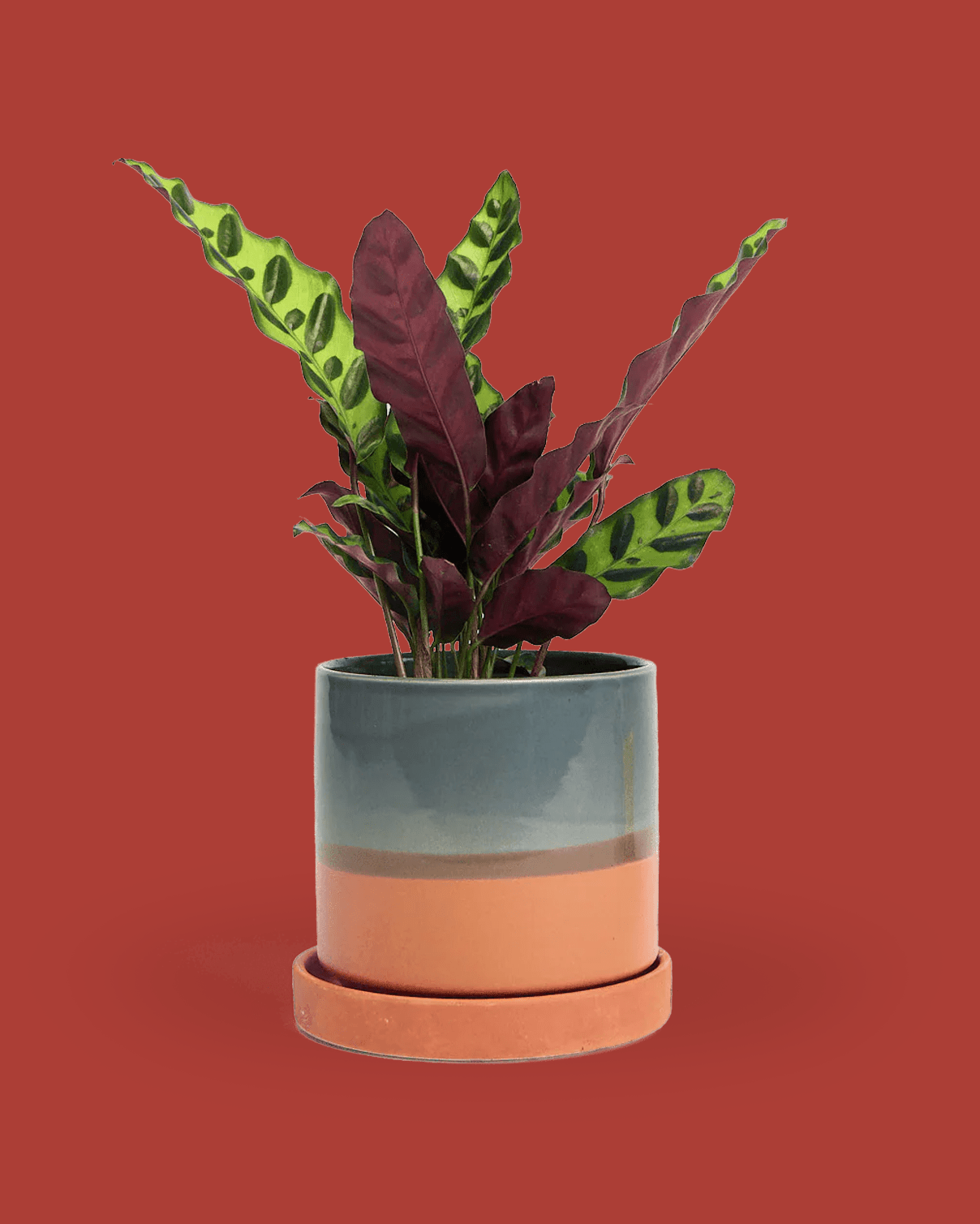 Minute Ceramic 5" Pot And Saucer Set - Chive Ceramics Studio - Pots - Chive Ceramics Studio