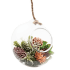 Bolsk Glass Large Hanging Terrarium - Chive Ceramics Studio - Terrariums - Chive US