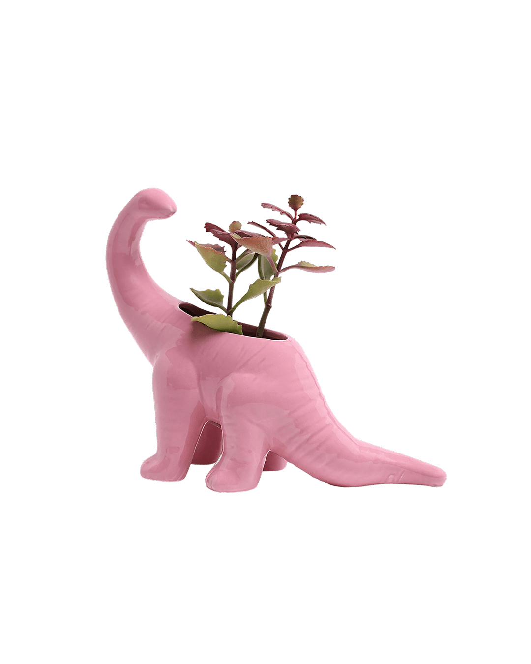 Dinosaur Ceramic Indoor Plant Pot For Succulents - Chive Ceramics Studio - Pots - Chive US