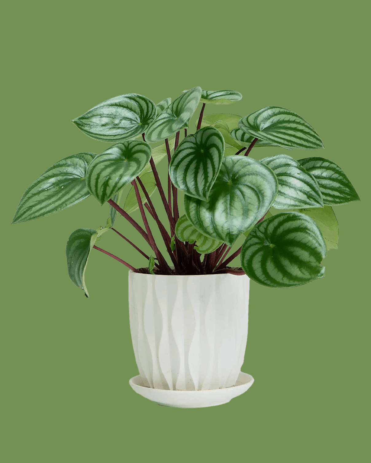 Virago White 5" Porcelain Pot - Chive Ceramics Studio - Pots - Chive Wholesale